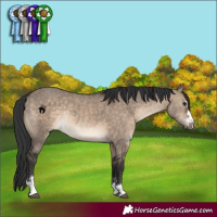 Horse Color:Brown Dun Rabicano