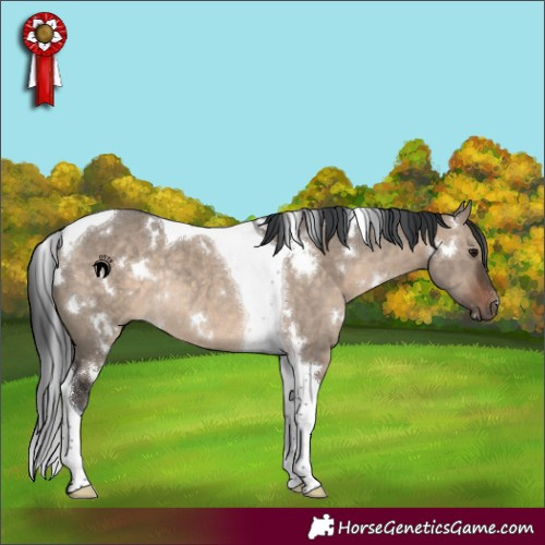 Horse Color:White Spotted Brown Dun Tobiano Rabicano 