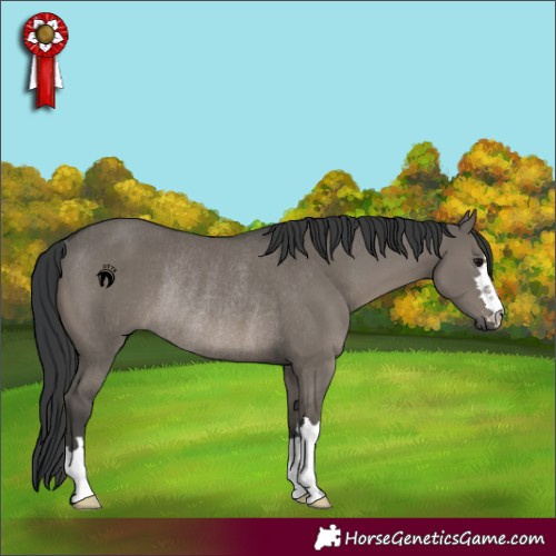 Horse Color:Grullo Rabicano 