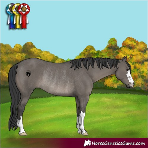 Horse Color:Grullo Rabicano 