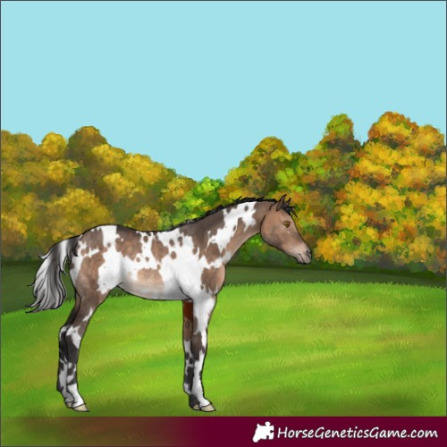 Horse Color:White Spotted Brown Dun Rabicano 