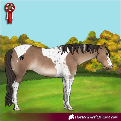 Horse Color:Liver Red Dun Tobiano Rabicano
