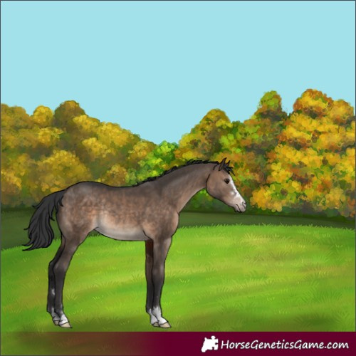 Horse Color:Brown Dun Rabicano 