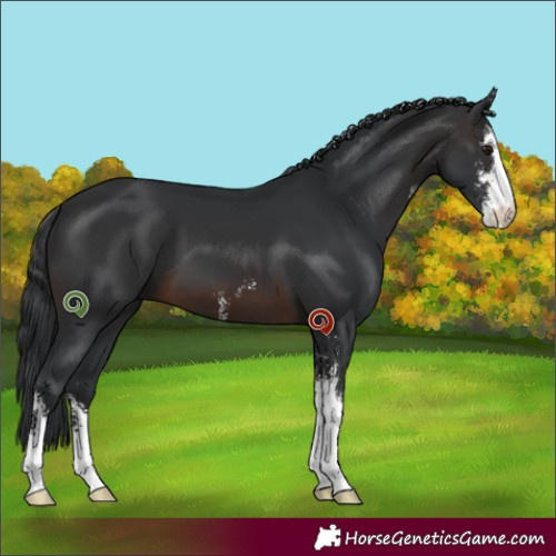 Horse Color:Brown Sabino