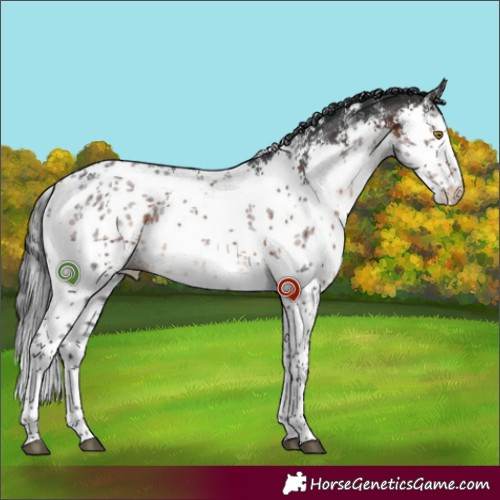 Horse Color:White Spotted Brown Sabino