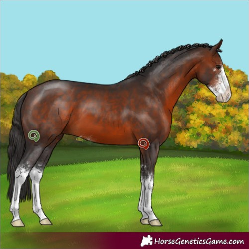 Horse Color:Bay Sabino 
