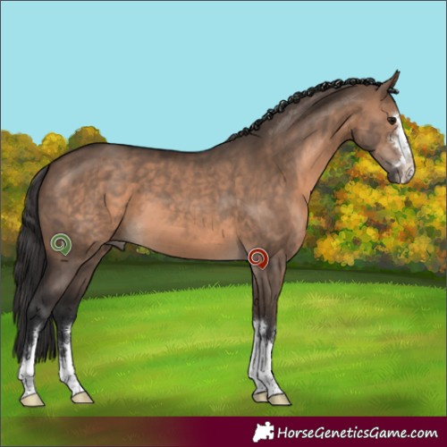 Horse Color:Brown Dun 