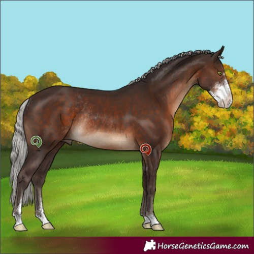 Horse Color:Silver Brown Sabino Rabicano