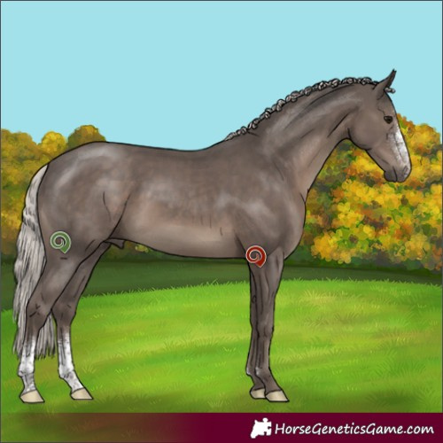 Horse Color:Silver Black Sabino Rabicano