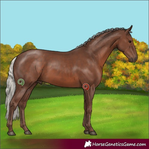 Horse Color:Silver Black Rabicano 