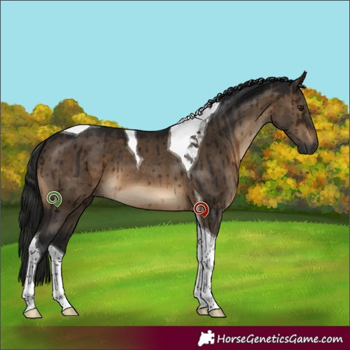 Horse Color:Gray Brown Dun Tobiano Brindle