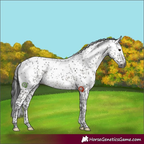 Horse Color:Gray Grullo Sabino Brindle 