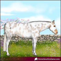Horse Color:Silver Buckskin Roan Tobiano Leopard 