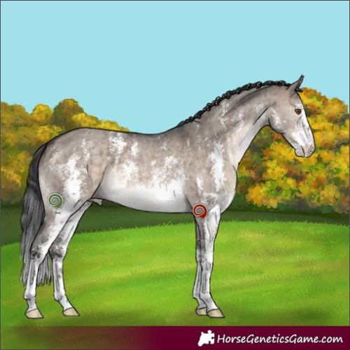 Horse Color:Brown Dun Mushroom Sabino Brindle 