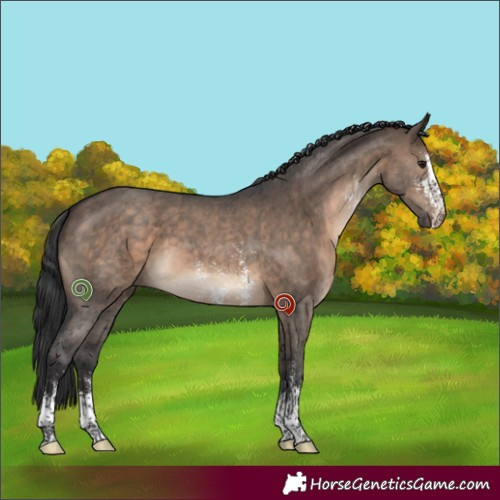 Horse Color:Brown Dun Sabino