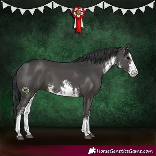Horse Color:White Spotted Black