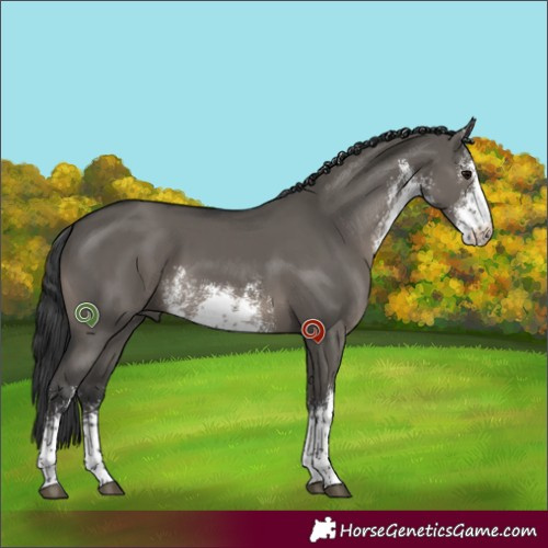 Horse Color:White Spotted Grullo