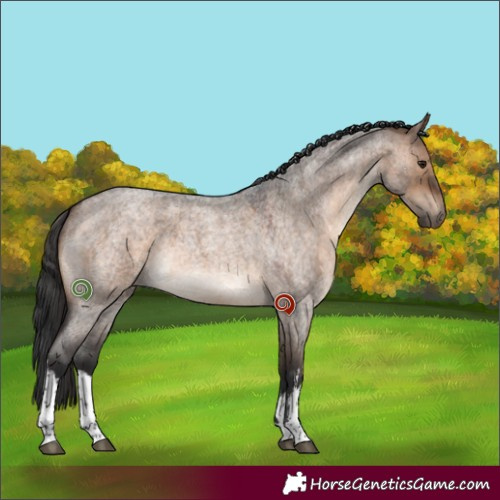 Horse Color:White Spotted Brown Roan Dun 