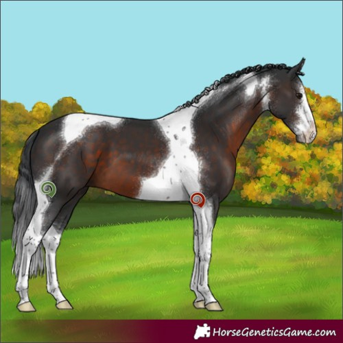 Horse Color:White Spotted Brown Tobiano 