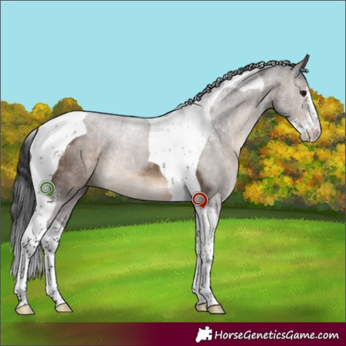 Horse Color:Brown Dun Sabino Tobiano 