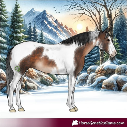 Horse Color:White Spotted Brown Tobiano