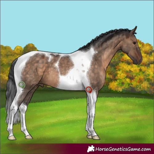 Horse Color:Brown Dun Tobiano
