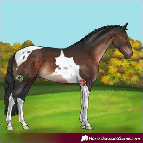 Horse Color:Brown Mushroom Tobiano 