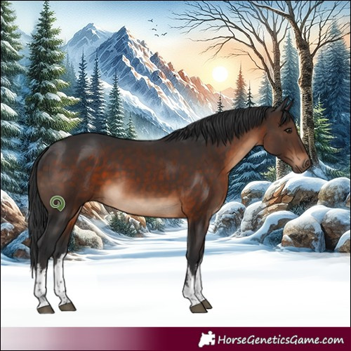 Horse Color:White Spotted Brown