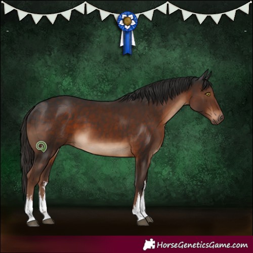 Horse Color:White Spotted Liver Chestnut