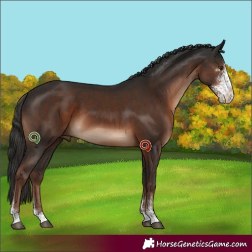 Horse Color:Liver Chestnut Sabino