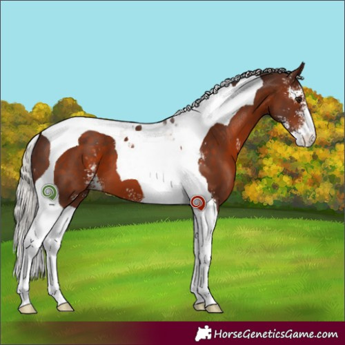 Horse Color:Silver Brown Sabino Tobiano 