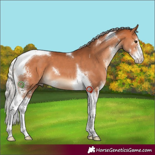 Horse Color:Silver Bay Sabino Tobiano 