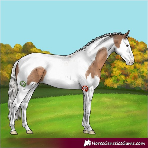 Horse Color:Silver Brown Dun Splash Tobiano 