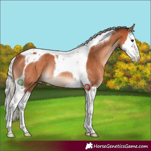 Horse Color:Silver Bay Splash Tobiano Rabicano