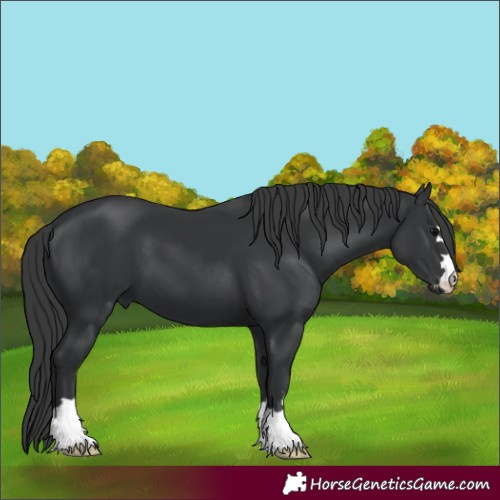Horse Color:Black 
