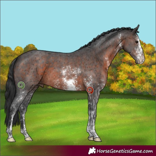 Horse Color:Brown Sabino 