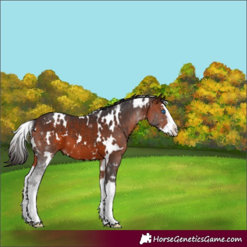 Horse Color:White Spotted Bay Splash
