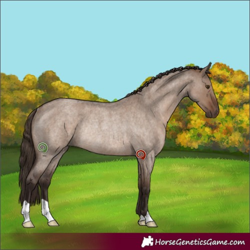 Horse Color:Liver Red Dun Roan Rabicano