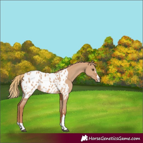 Horse Color:Red Dun Appaloosa 