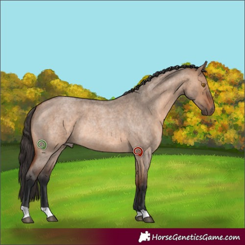 Horse Color:Bay Roan Dun Rabicano