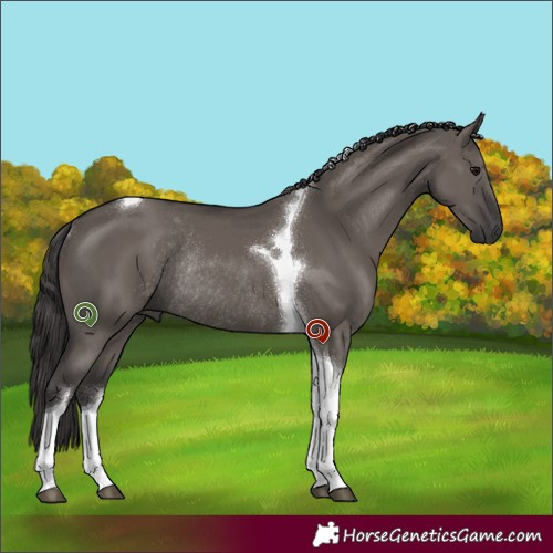 Horse Color:Smoky Grullo Tobiano Rabicano 