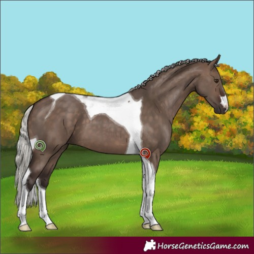Horse Color:Silver Brown Dun Tobiano 
