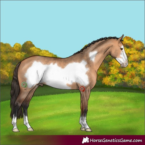 Horse Color:Bay Dun Frame 
