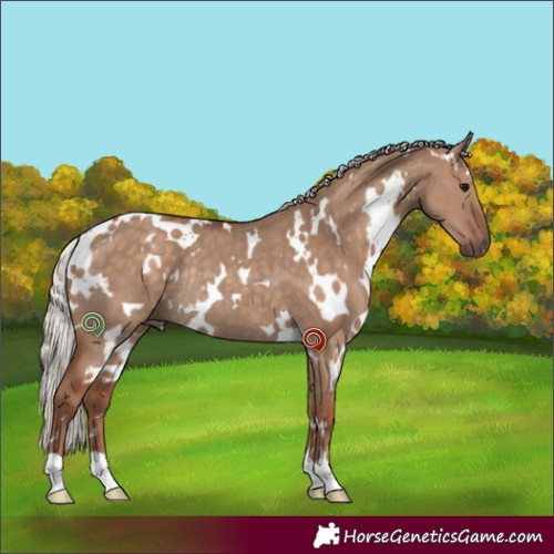Horse Color:White Spotted Silver Grullo Rabicano