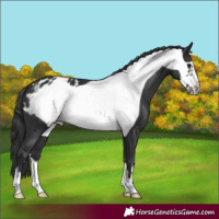 Horse Color:Black Frame Appaloosa 