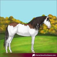 Horse Color:Bay Splash 