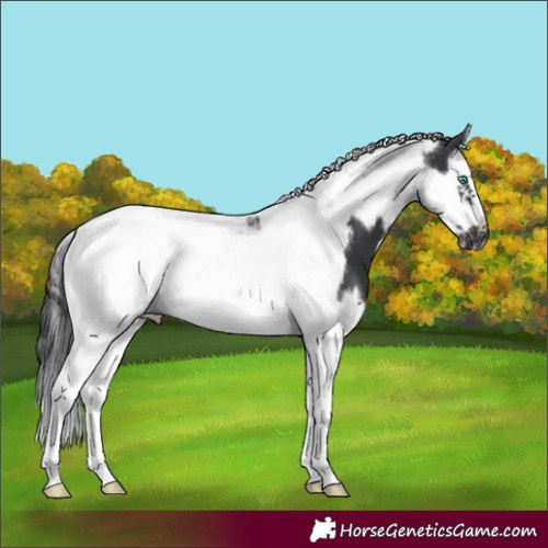 Horse Color:Black Splash Tobiano Frame 