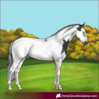 Horse Color:Black Splash Tobiano Frame