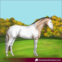 Horse Color:Amber Champagne Splash Appaloosa