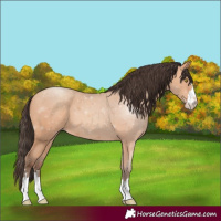 Horse Color:Amber Champagne 